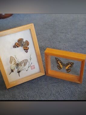 Vintage Framed Real Butterflies
